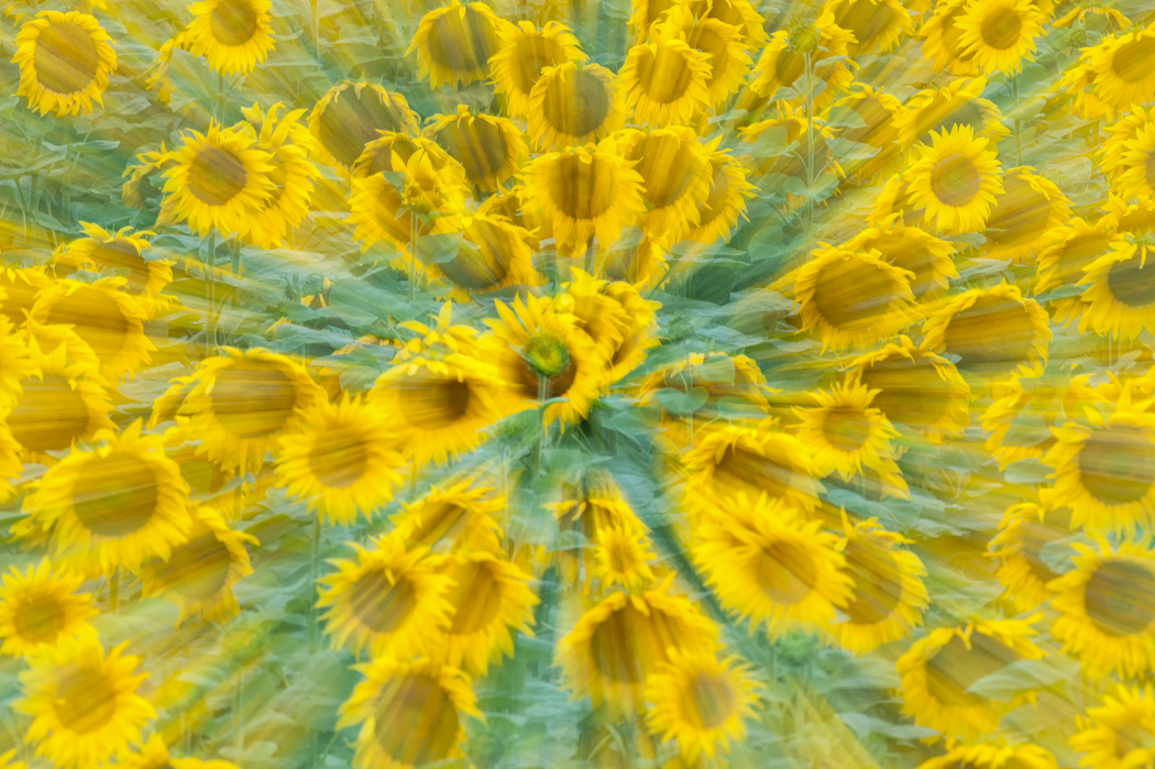 Sonnenblumen kreativ