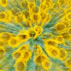Sonnenblumen kreativ