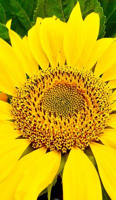                " Sonnenblumen Krone "