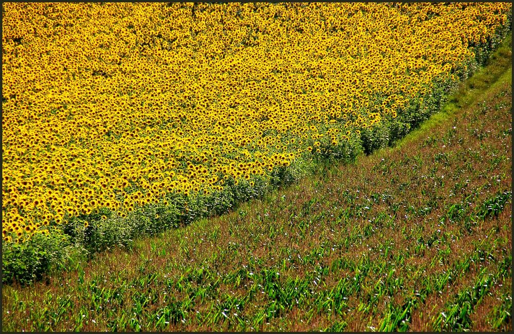 Sonnenblumen-Kukuruz-Mix