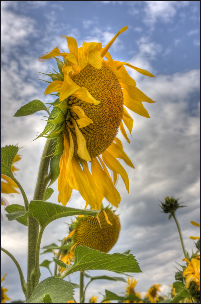 Sonnenblumen l