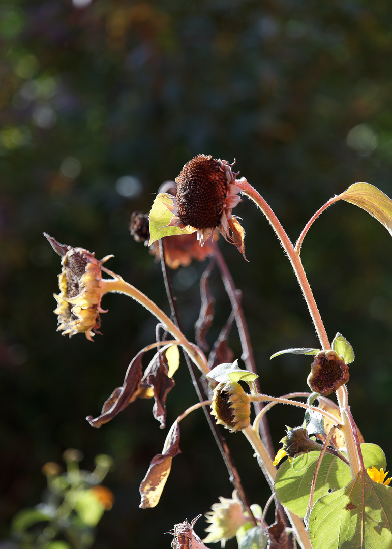 Sonnenblumen leergefuttert