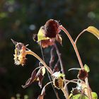 Sonnenblumen leergefuttert