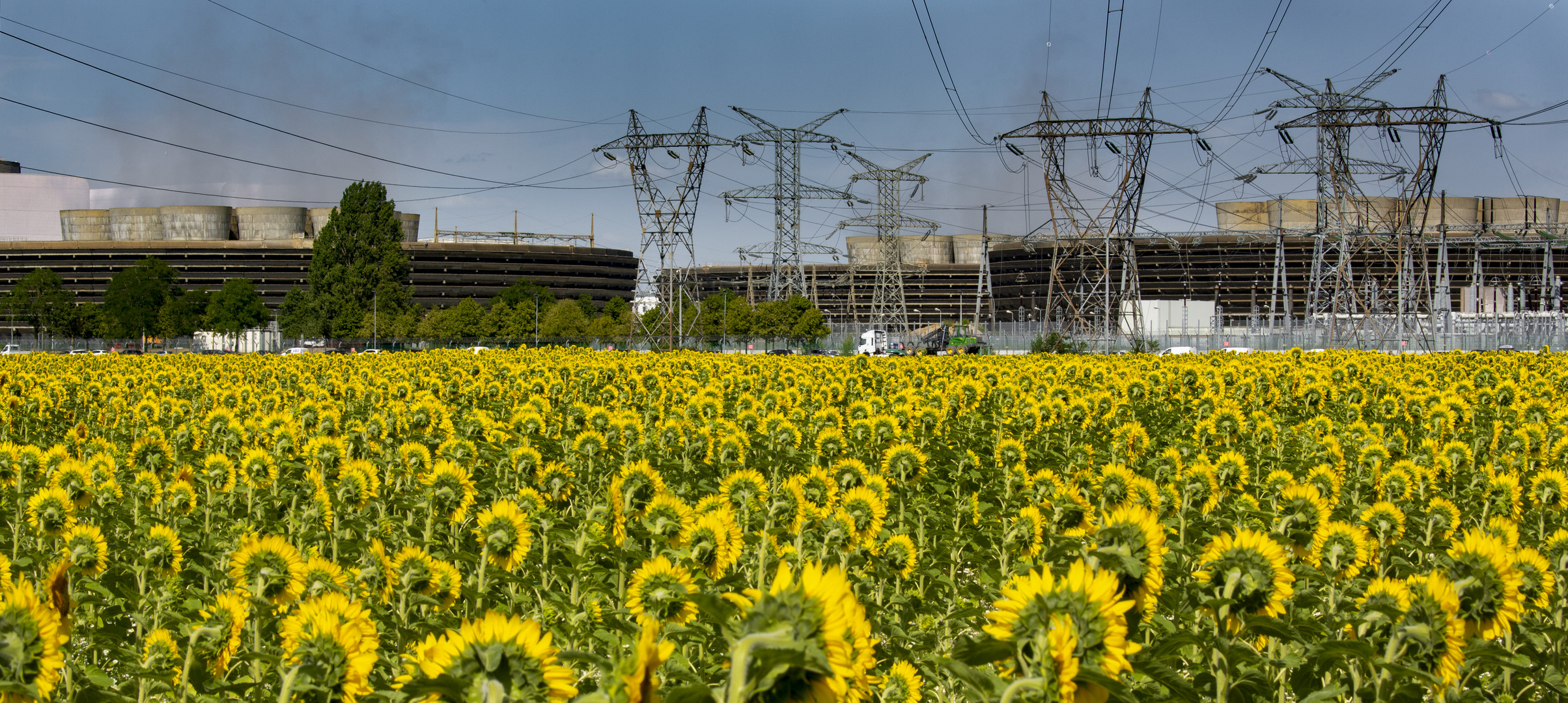 Sonnenblumen machen's auch nicht besser