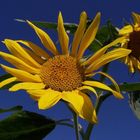 Sonnenblumen made in Ukraine