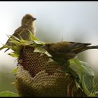 Sonnenblumen-Mahlzeit 2A