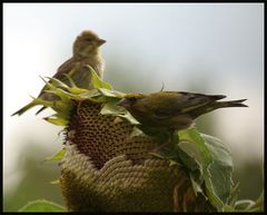 Sonnenblumen-Mahlzeit 2A