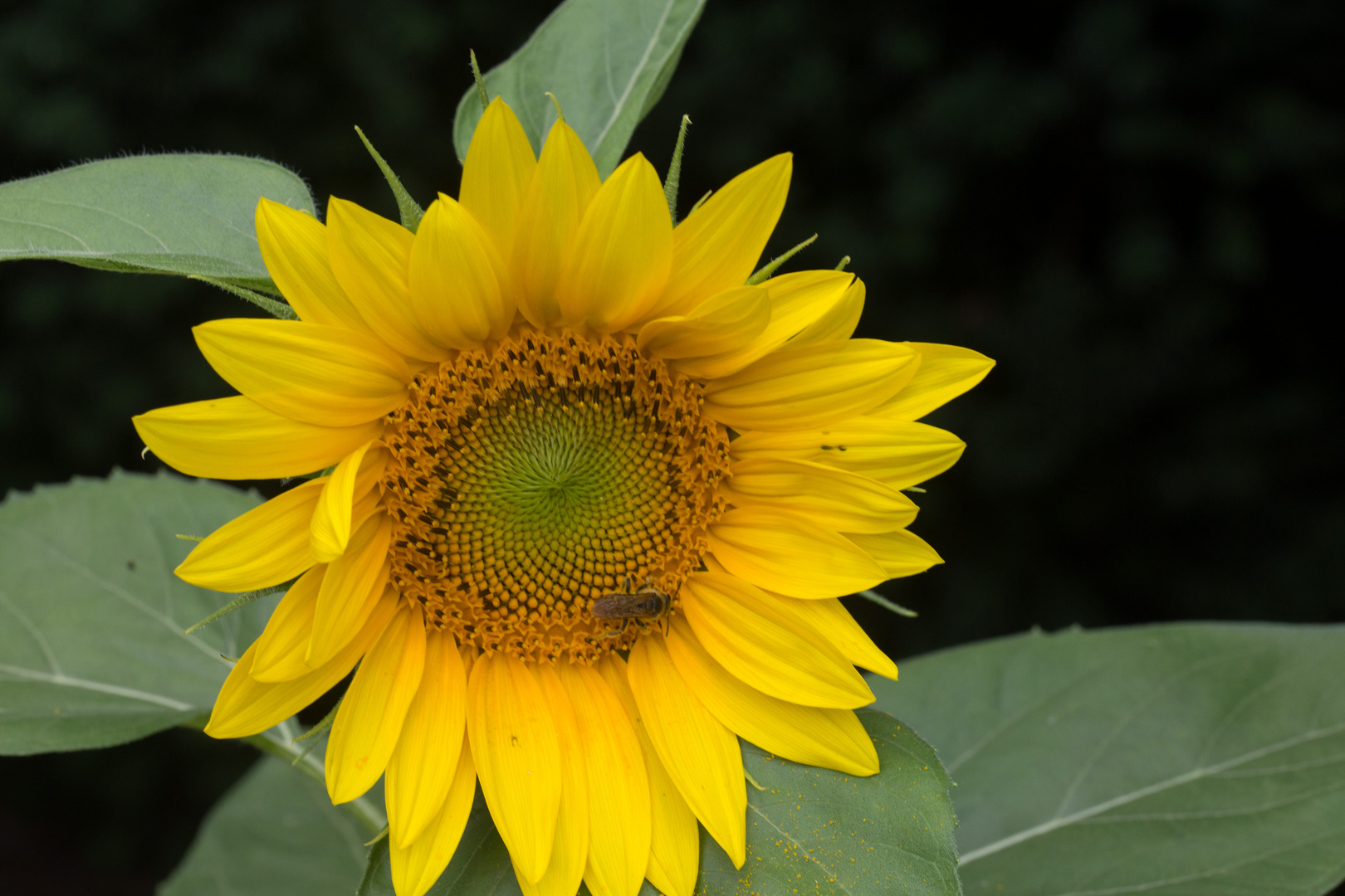 Sonnenblumen-Makro