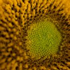 Sonnenblumen-Makro