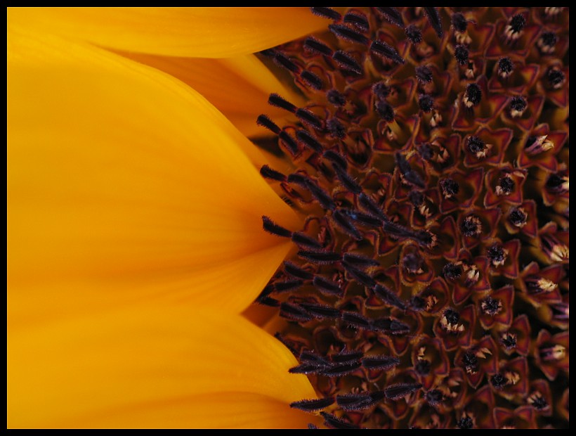 Sonnenblumen Makro