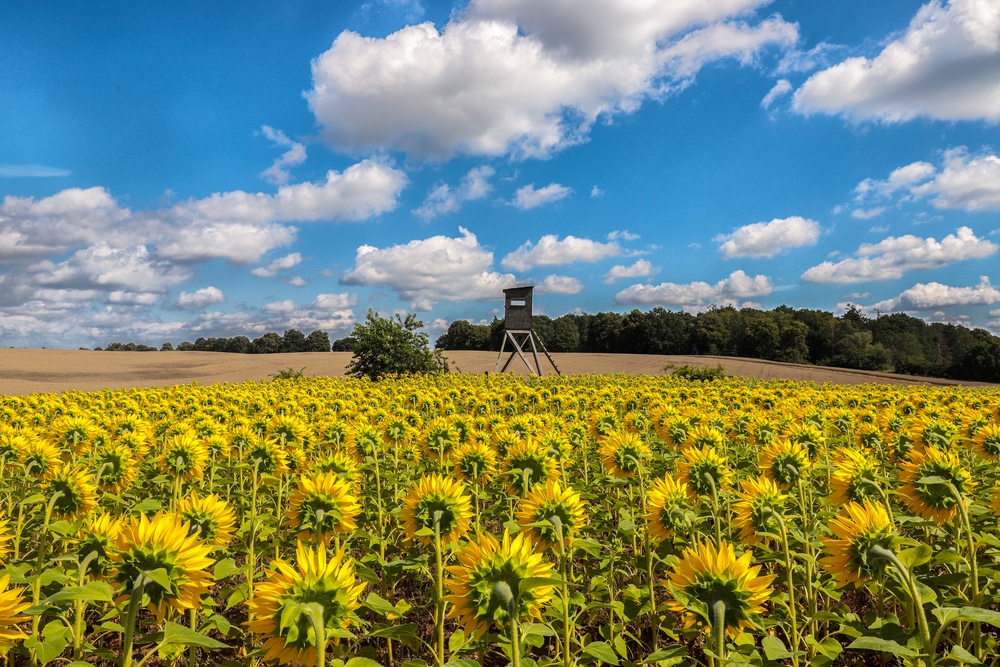 Sonnenblumen , mal eine andere Perspektive ...