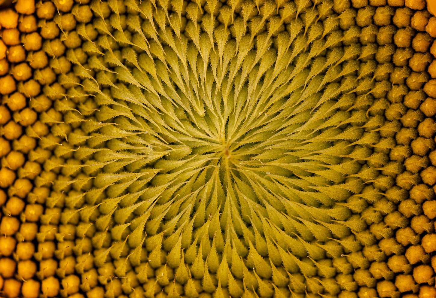 Sonnenblumen Mandala