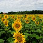 Sonnenblumen Meer