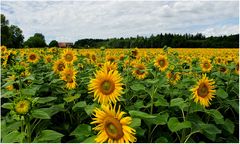 Sonnenblumen Meer