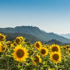 Sonnenblumen Meer Globasnitz