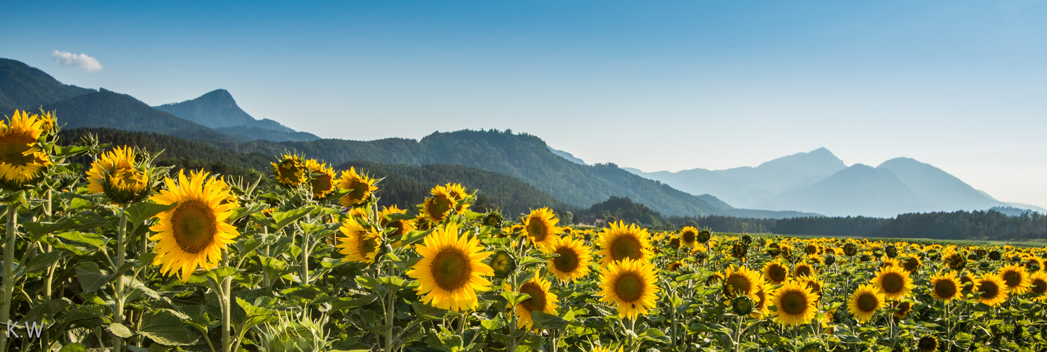 Sonnenblumen Meer Globasnitz