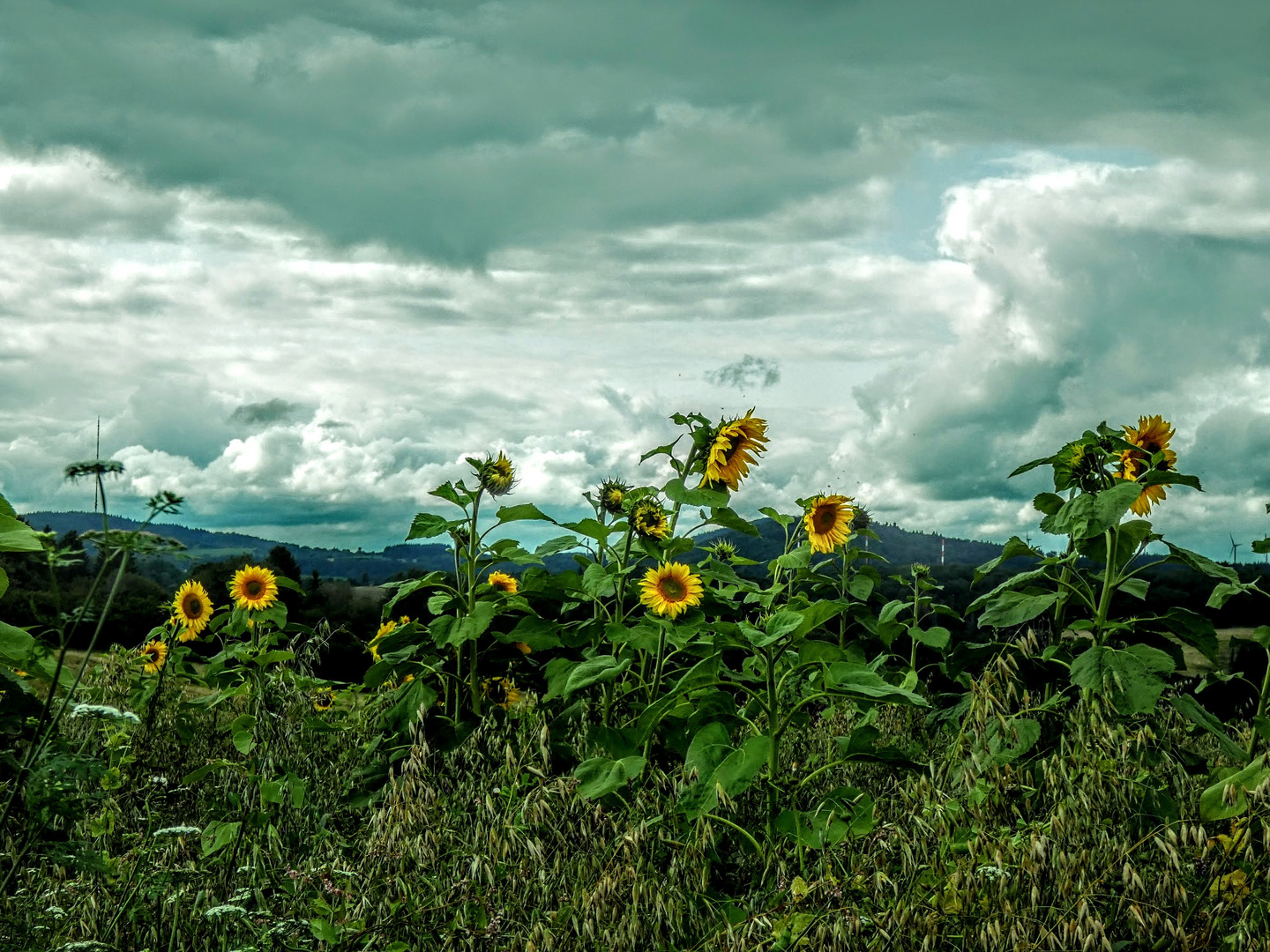 Sonnenblumen mit Aussicht 