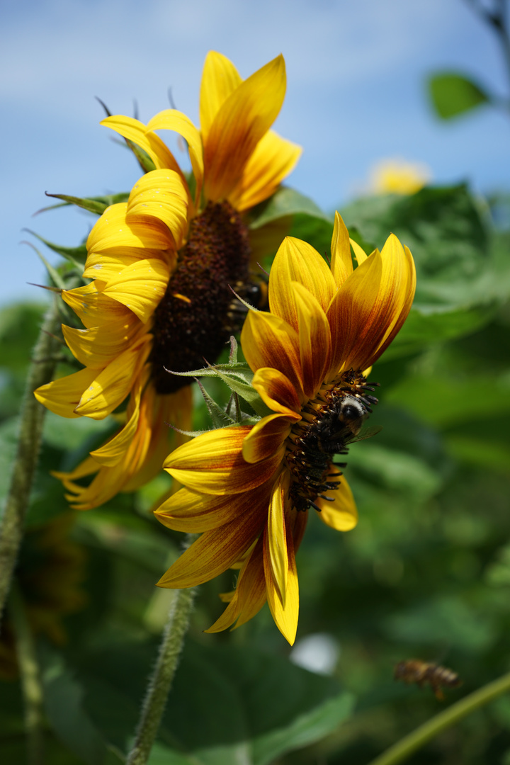 Sonnenblumen mit Besuch