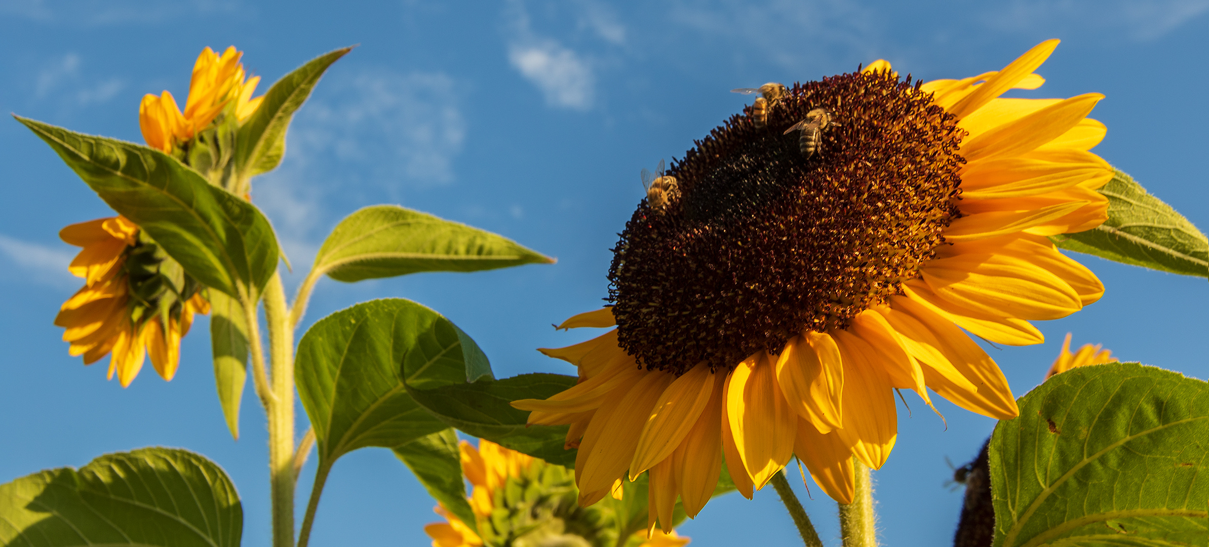 Sonnenblumen mit Besucher 001