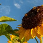 Sonnenblumen mit Besucher 001