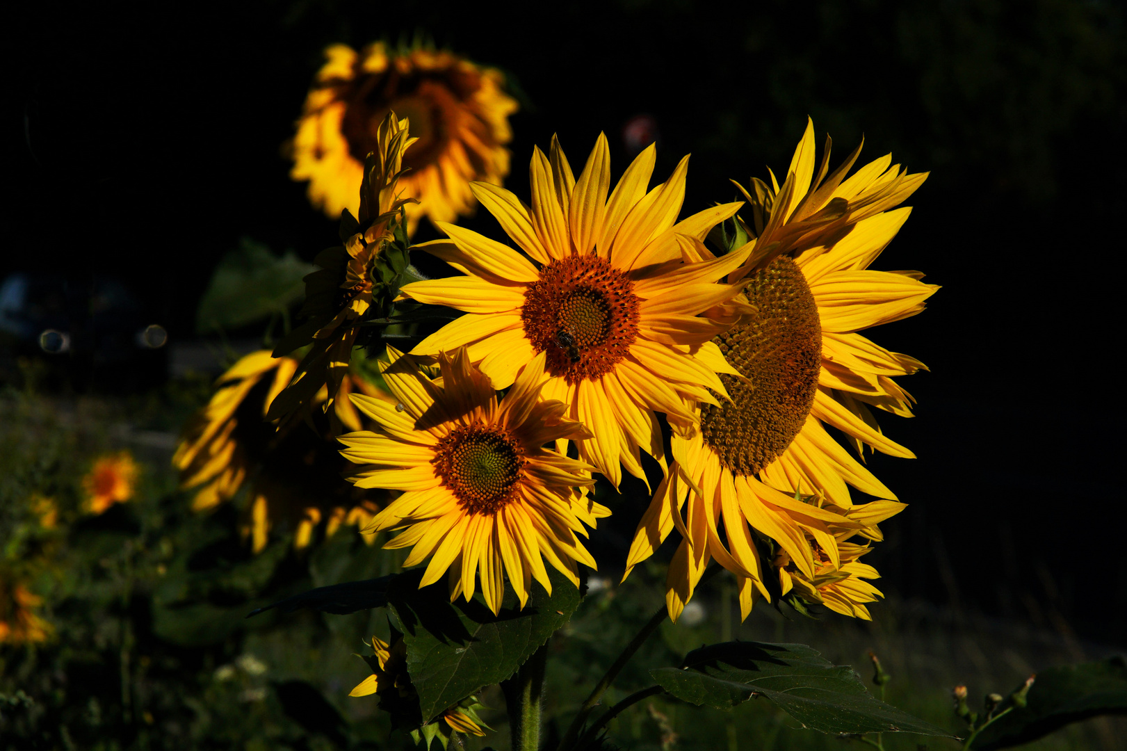 Sonnenblumen mit Biene