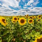 Sonnenblumen mit Blick auf Kloster Banz