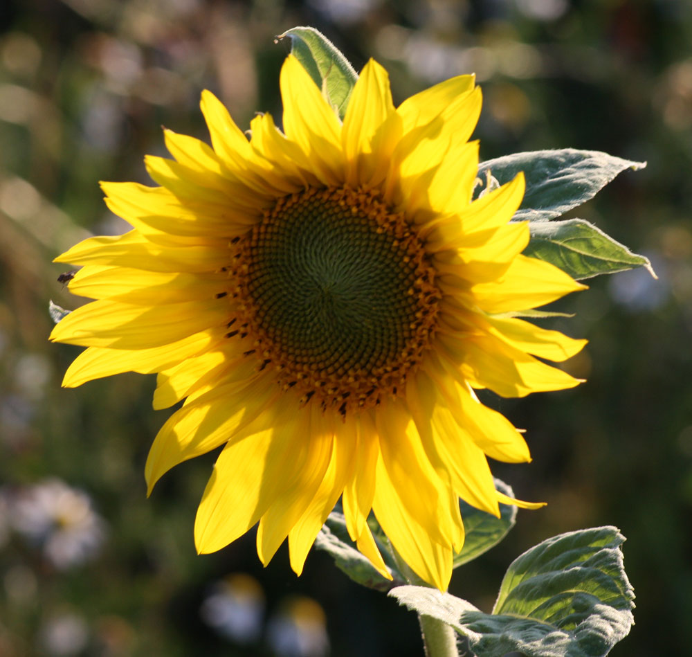 Sonnenblumen mit der Sonne im Rücken