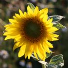 Sonnenblumen mit der Sonne im Rücken