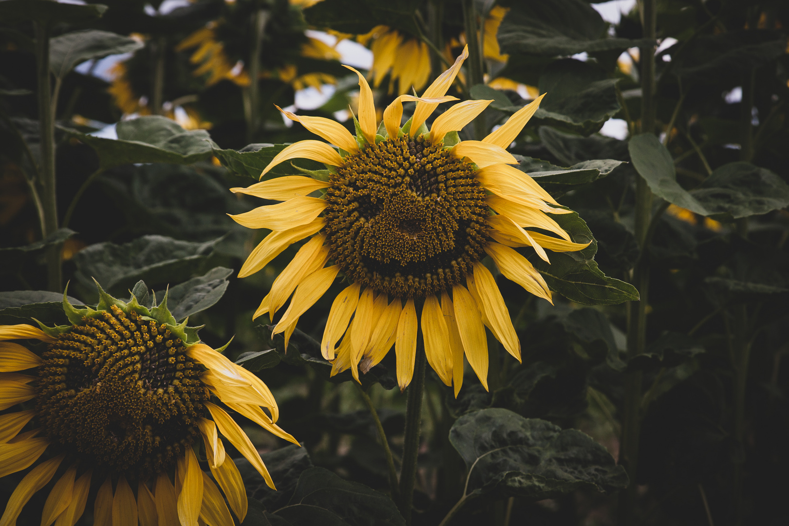   Sonnenblumen mit gesicht