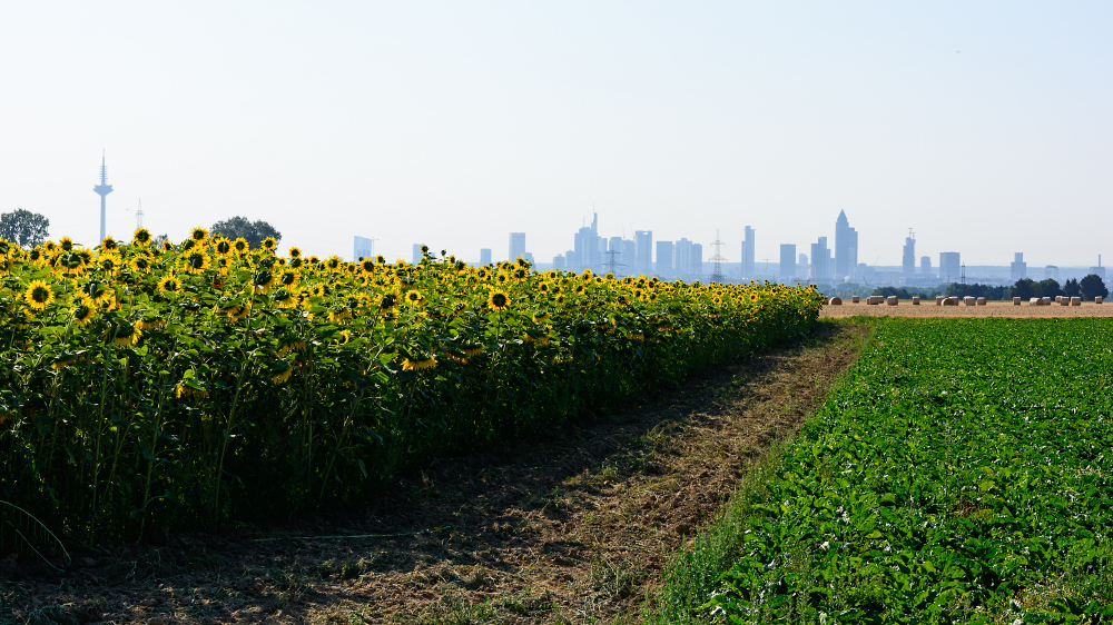 Sonnenblumen mit Hochhäusern