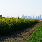 Sonnenblumen mit Hochhäusern