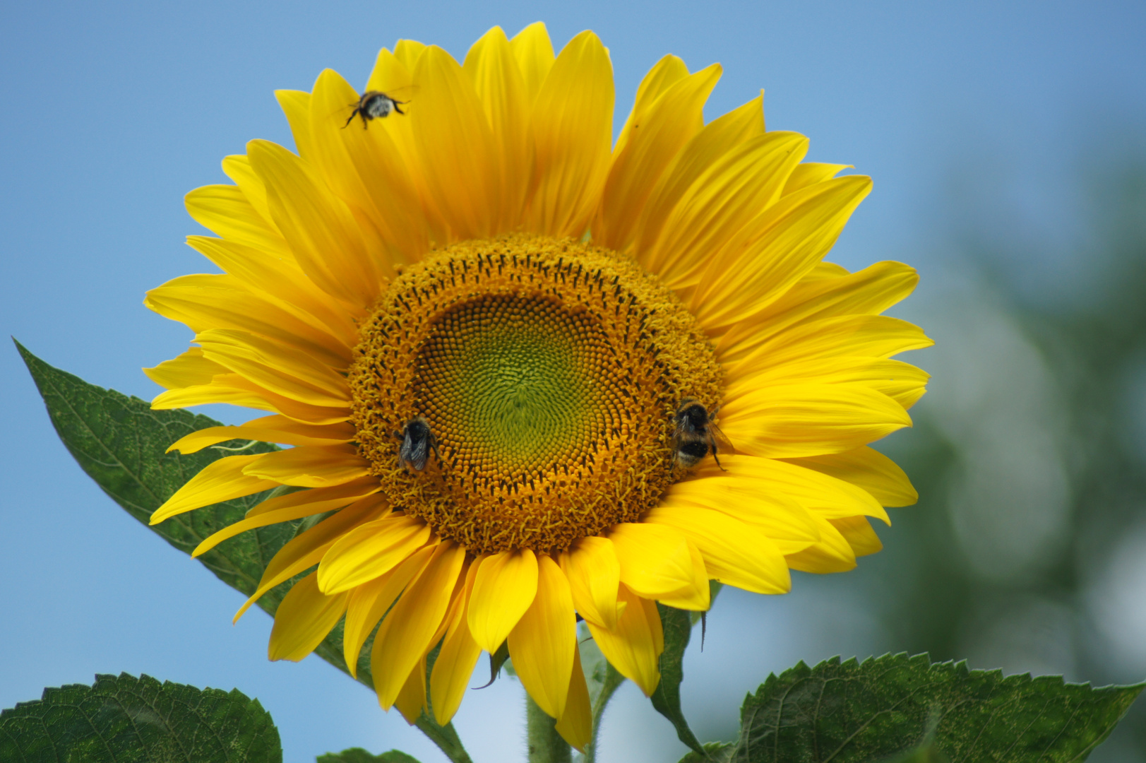 Sonnenblumen mit Hummeln