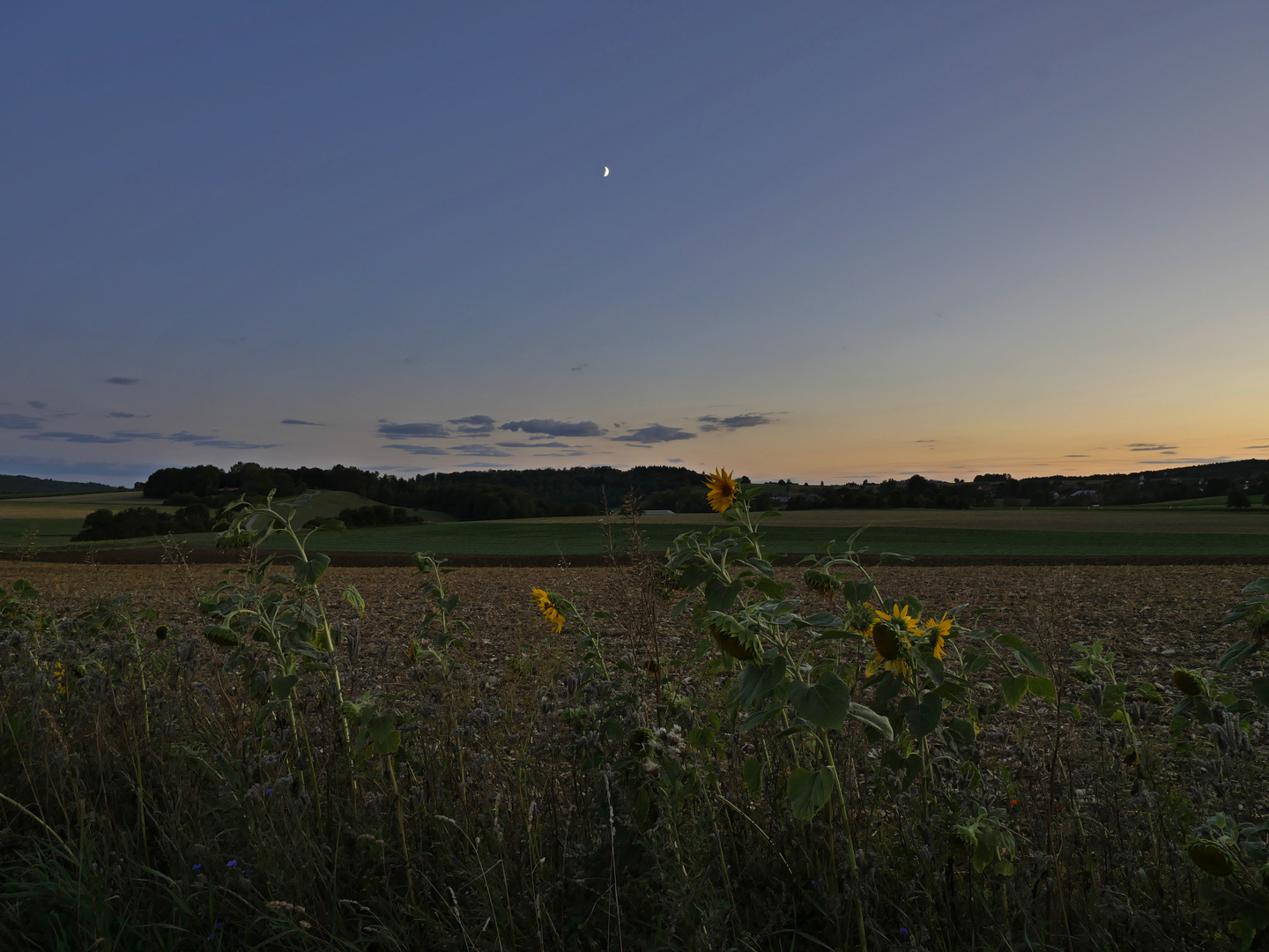 Sonnenblumen mit Mond