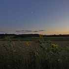 Sonnenblumen mit Mond