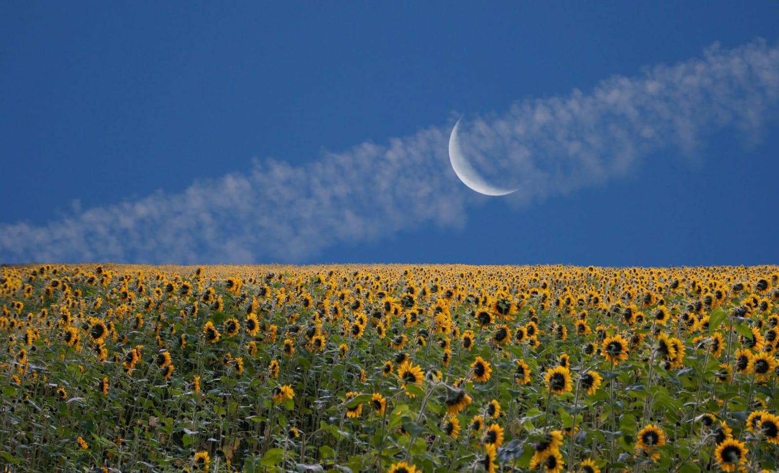 Sonnenblumen mit Mondsichel