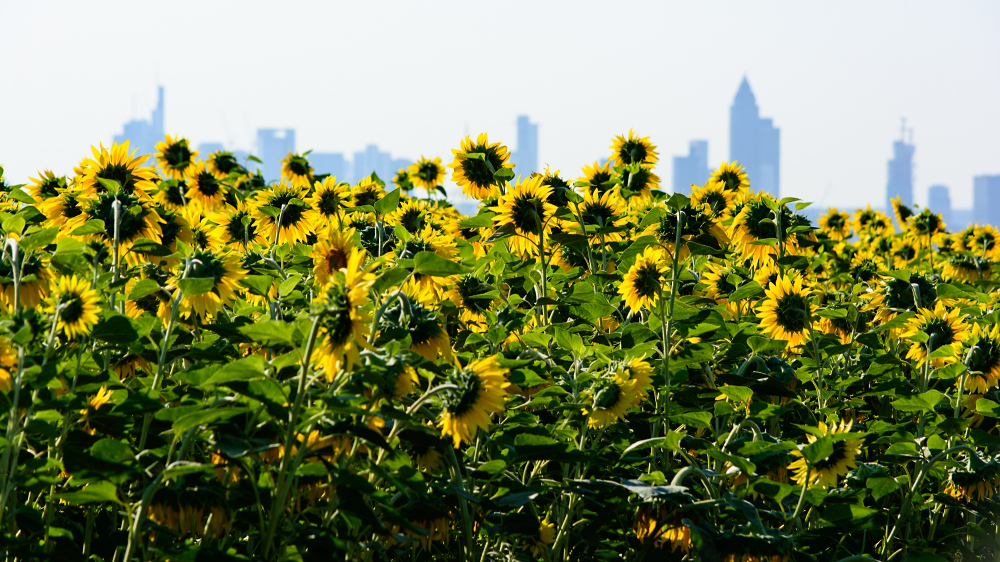 Sonnenblumen mit Skyline