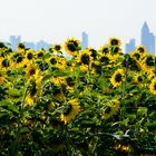 Sonnenblumen mit Skyline