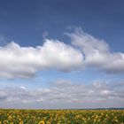 Sonnenblumen mit viel Himmel