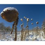 Sonnenblumen mit weißen (Winter-) Schlafmützchen...
