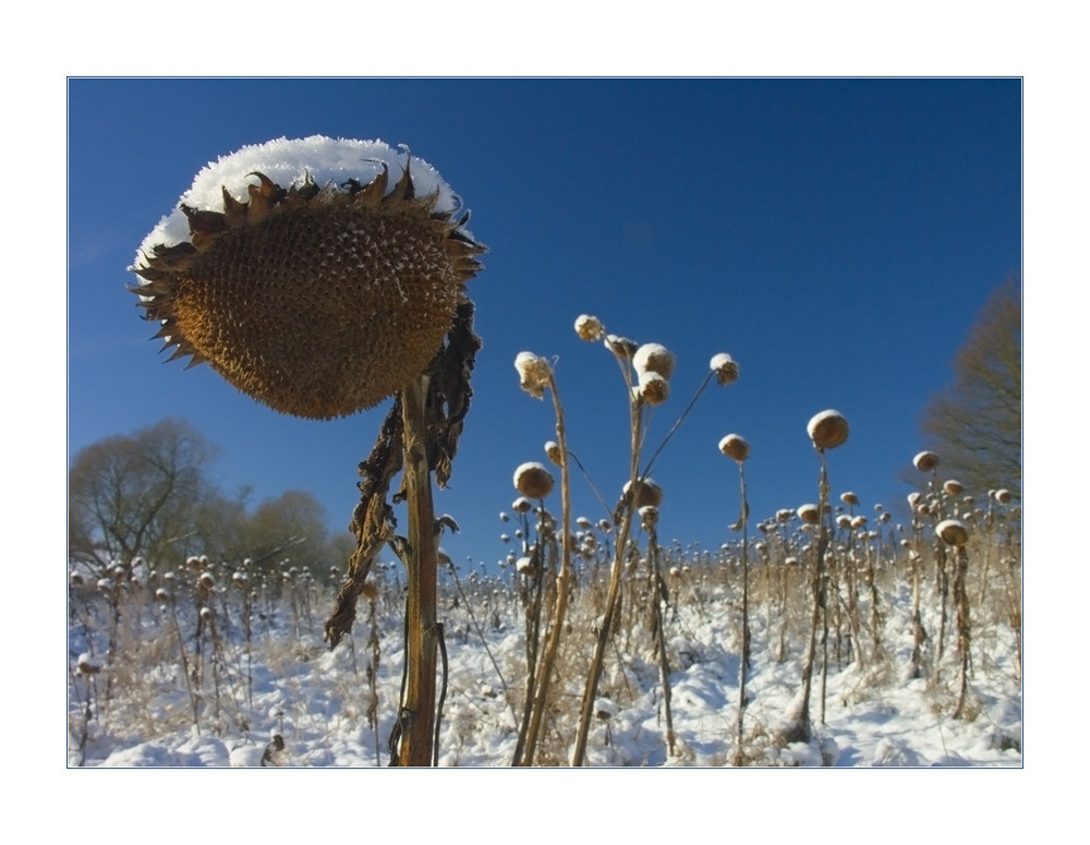 Sonnenblumen mit weißen (Winter-) Schlafmützchen...