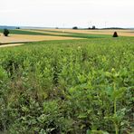 Sonnenblumen mit Weitblick