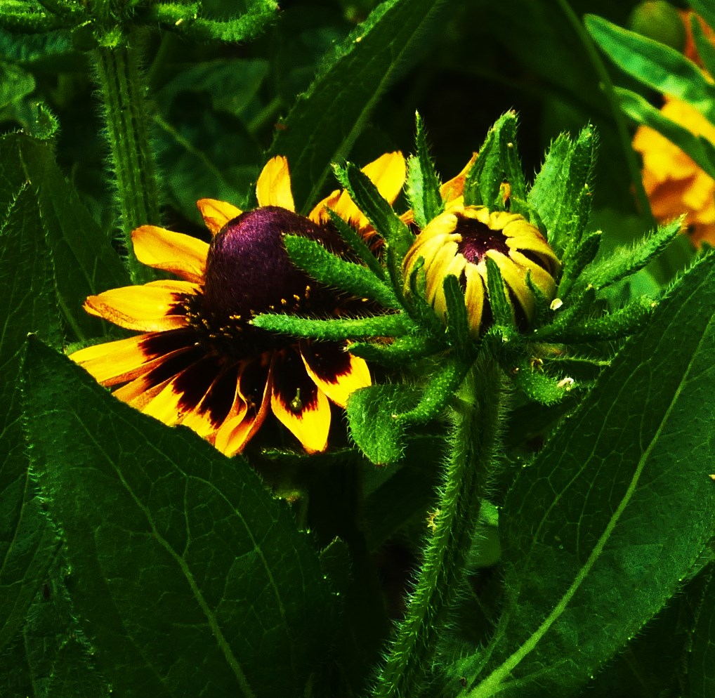 Sonnenblumen mitten in der Stadt.....