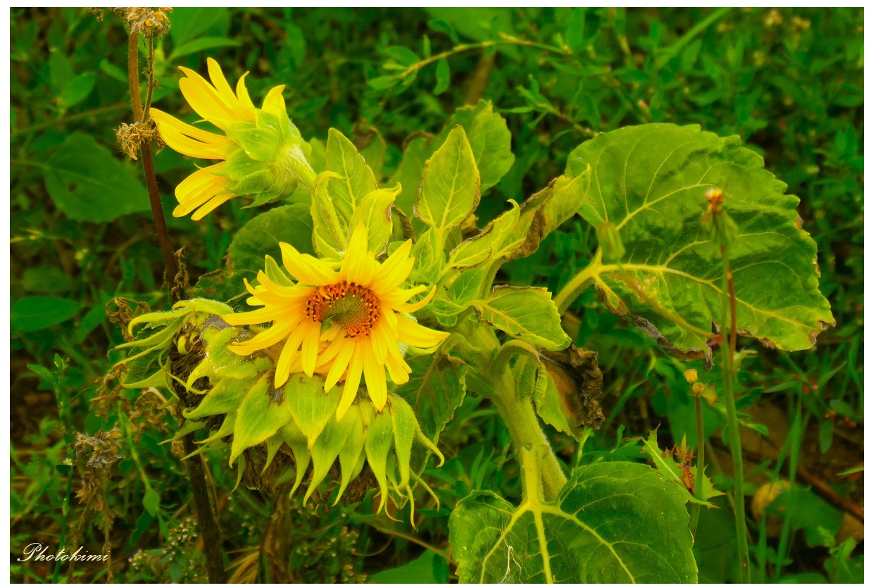 Sonnenblumen nach dem Dauerregen