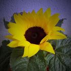 Sonnenblumen - Nicht nur Schön...