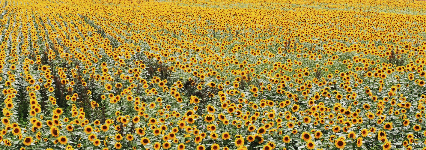 Sonnenblumen ohne Ende (4)