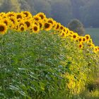 Sonnenblumen ohne Ende