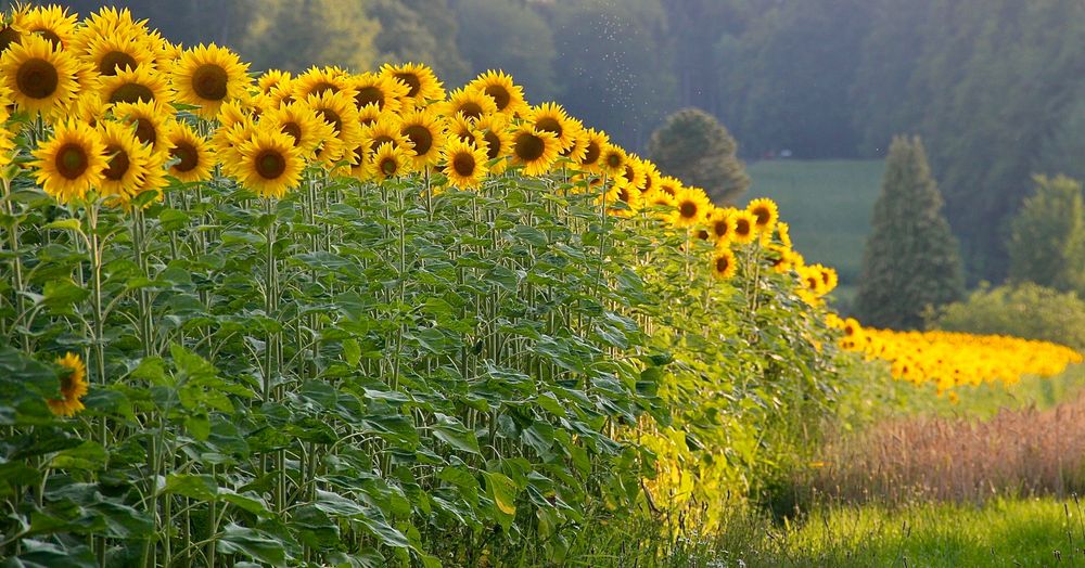 Sonnenblumen ohne Ende