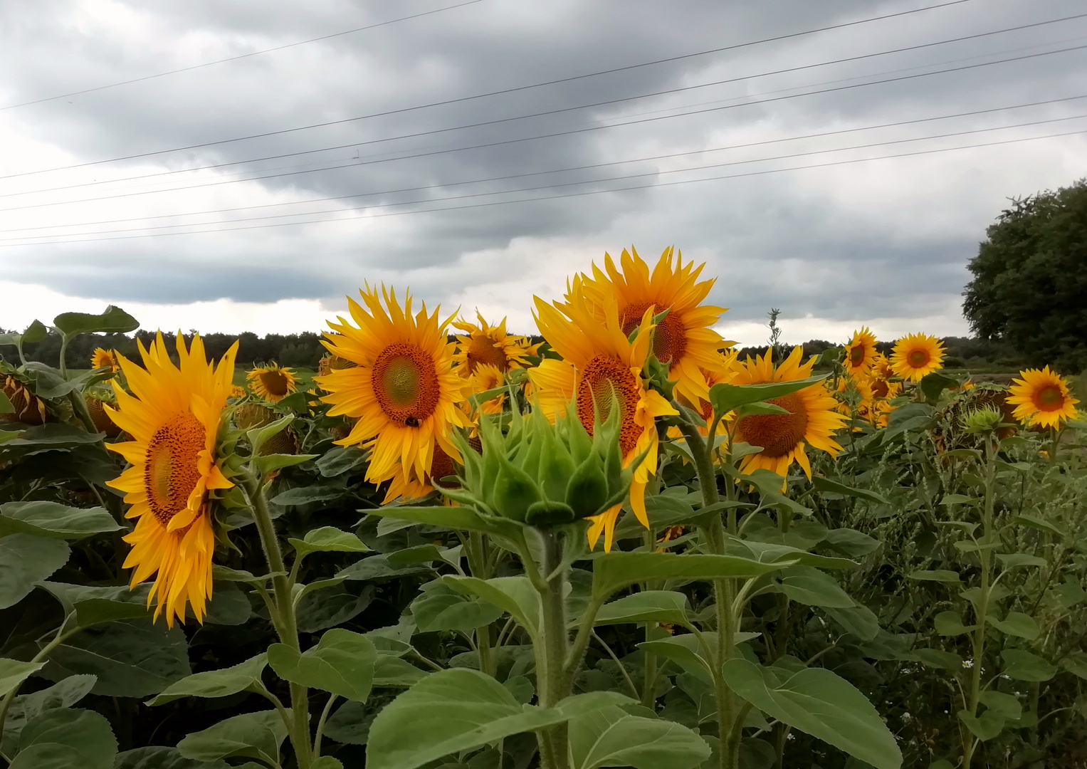 Sonnenblumen ohne Sonne