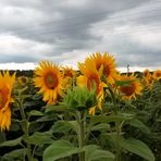 Sonnenblumen ohne Sonne