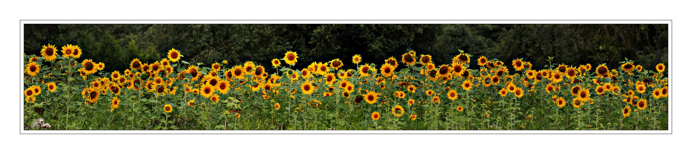 Sonnenblumen-Panorama